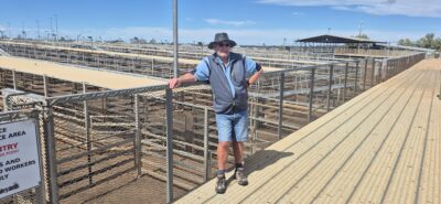 Jake Jacobsen at the Roma Saleyards trying very hard to look like a cattleman